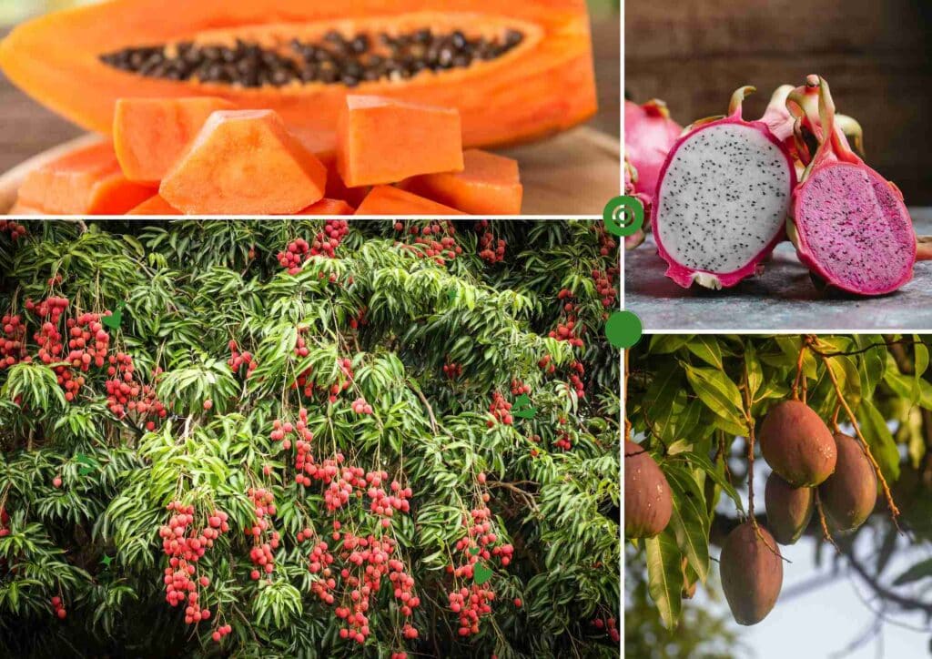 Les 16 fruits exotiques de l'ile Maurice - Famille au Soleil