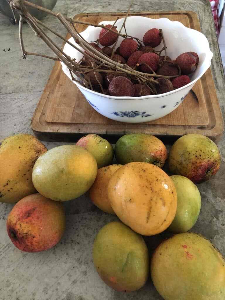fruits tropicaux - mangues et litchis