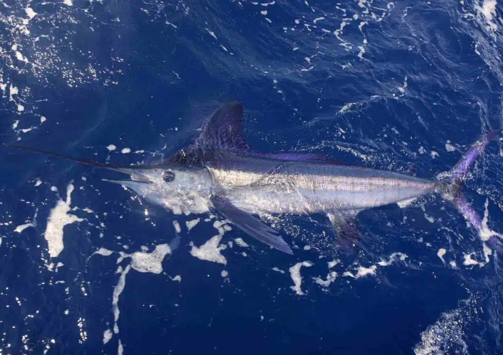 marlin bleu