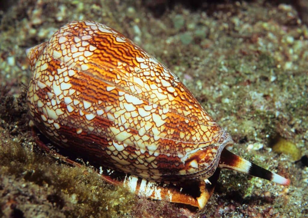 les dangers naturels à l'ile maurice - animaux marins - cone