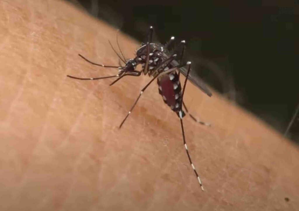 Aedes albopictus moustique tigre