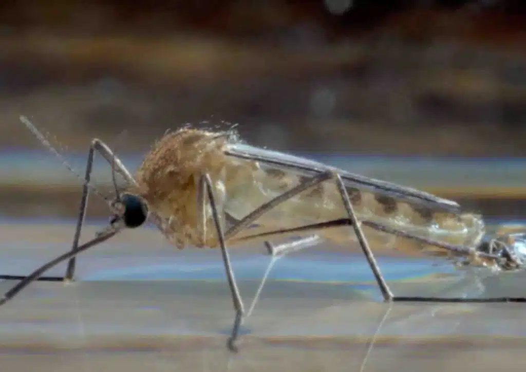 Moustique Culex quinquefasciatus
