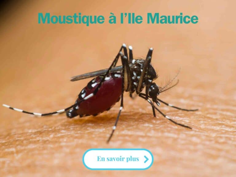 article moustique à l'ile maurice