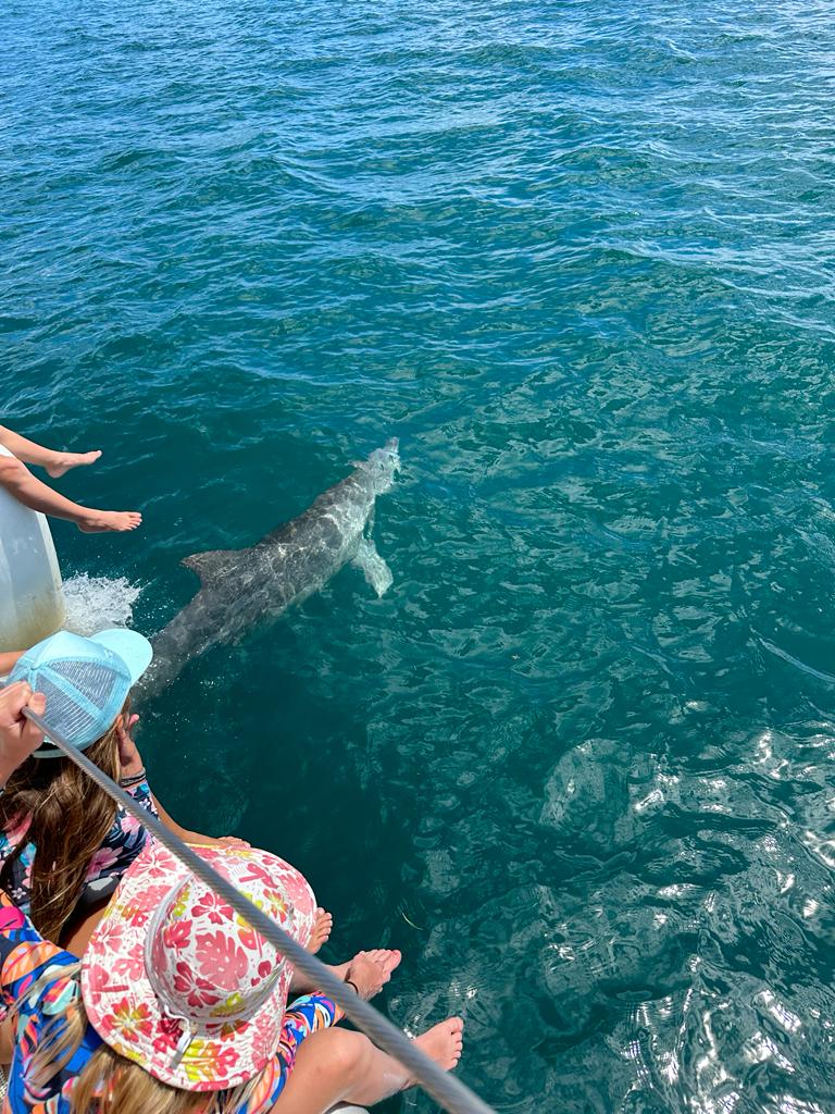 visite surprise des dauphins lors de notre balade de l'ile aux cerfs en catamaran