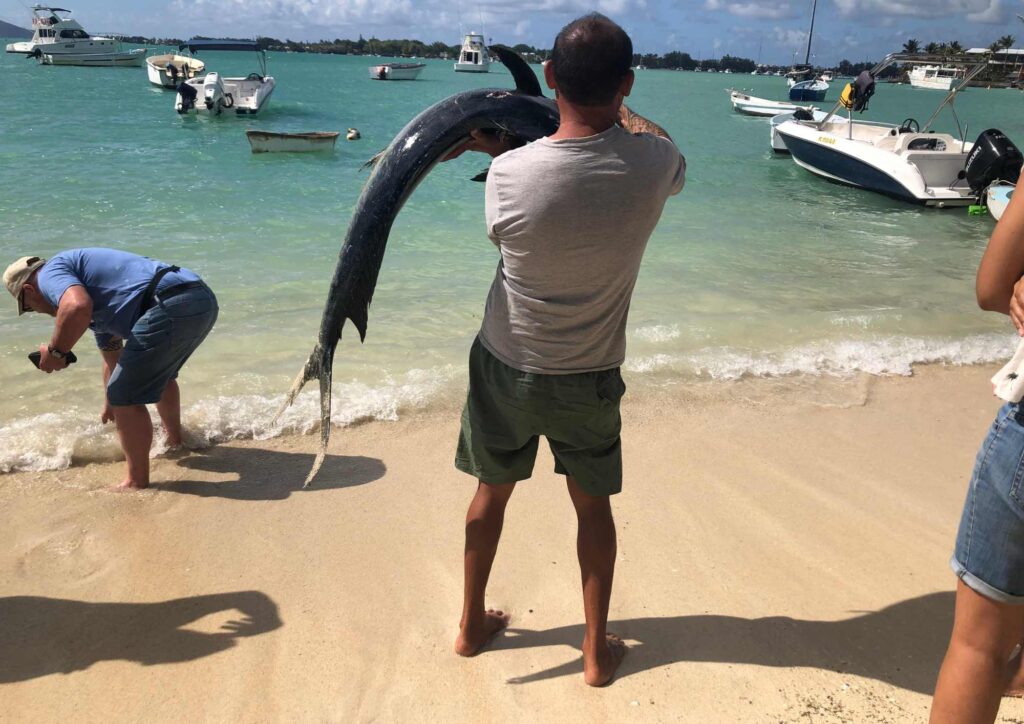 arrivage d'un poisson fraichement pêché