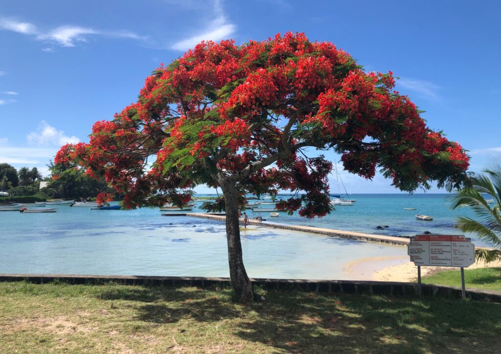 cap malheureux flamboyant