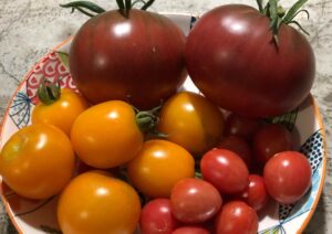 cultiver son potager à l'ile maurice - récolte de tomates