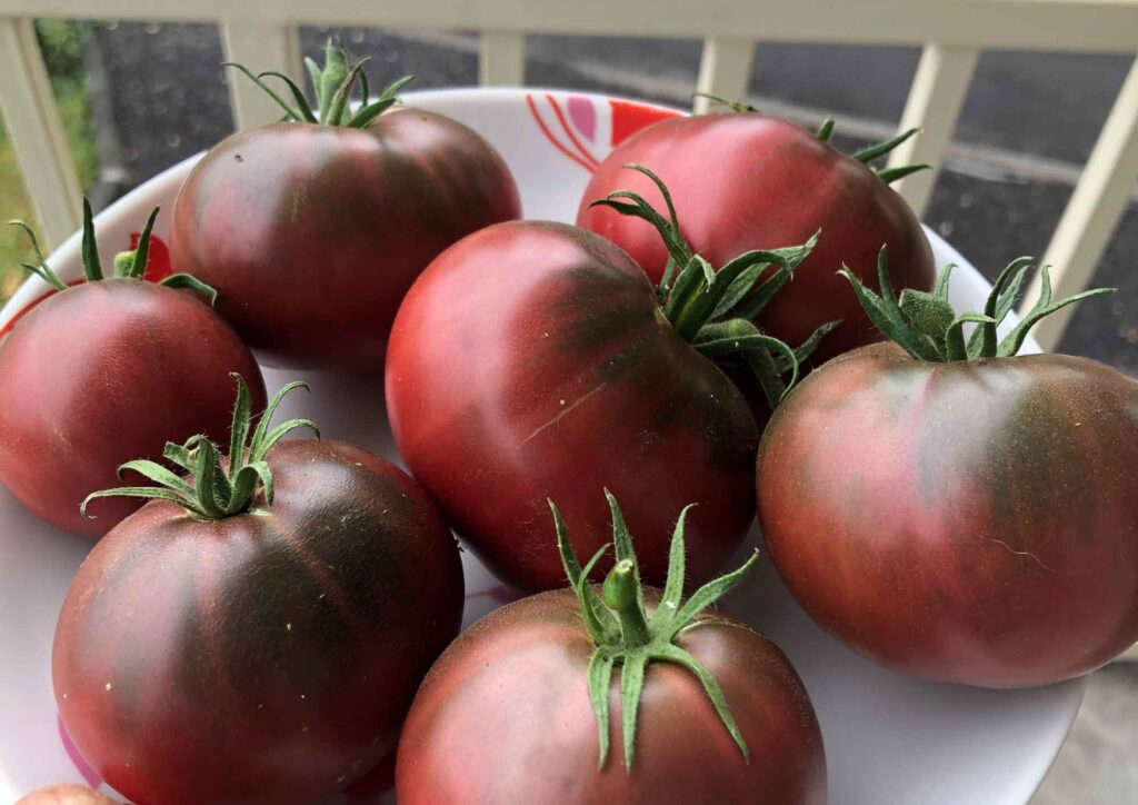 tomates noire à l'ile maurice