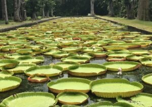 jardin de pamplemousses - nénuphare