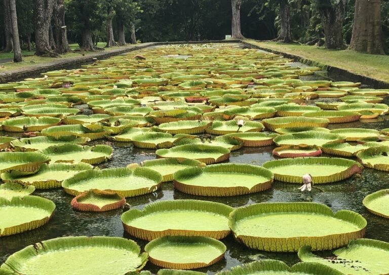 jardin de pamplemousses - nénuphare