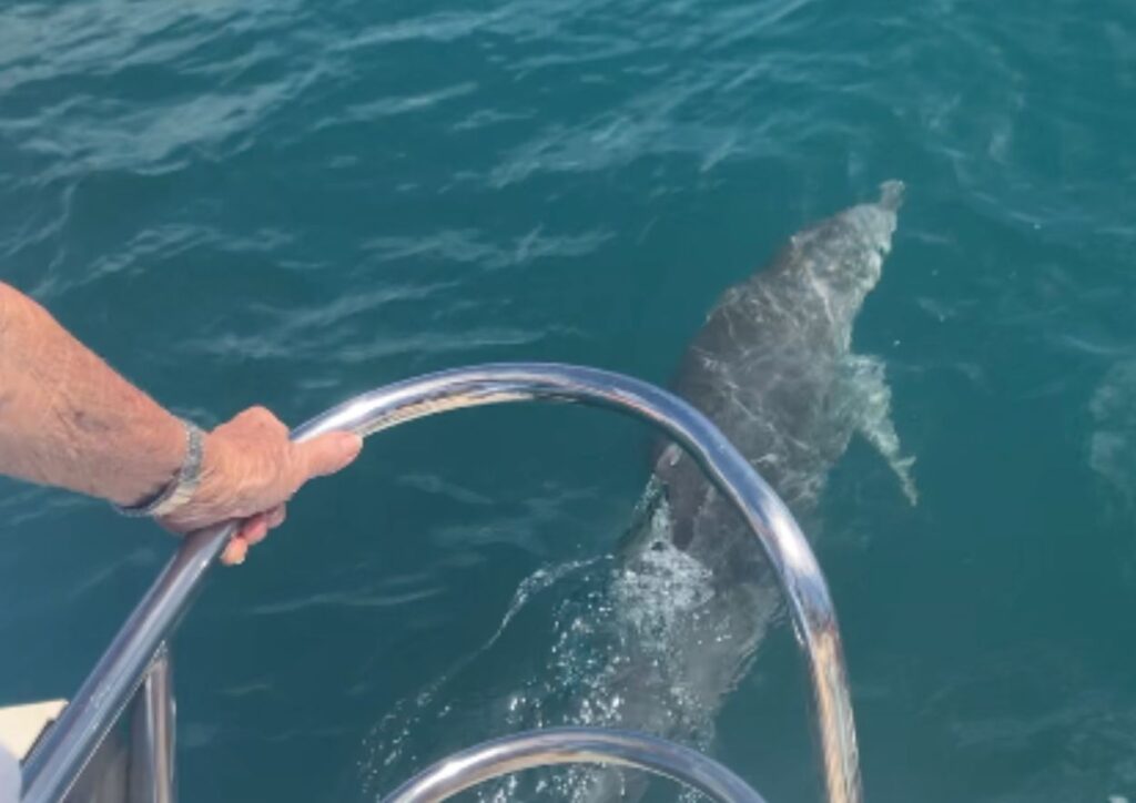 grand dauphin jouant près du bateau à l'ile maurice