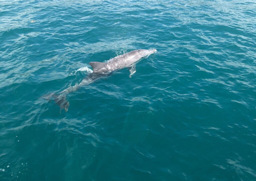 dauphin long bec spinner à l'ouest de l'ile maurice