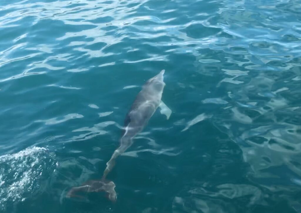 grand plan sur un dauphin à l'ile maurice