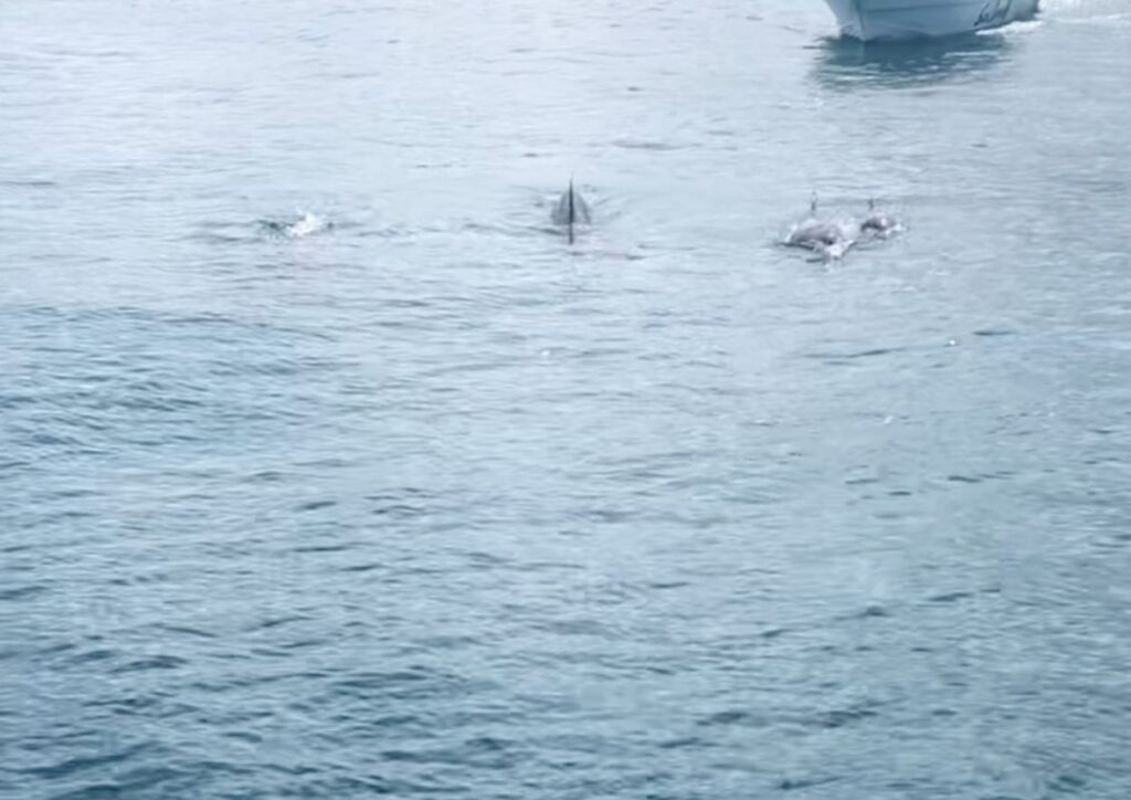 groupe de dauphins à l'ile maurice