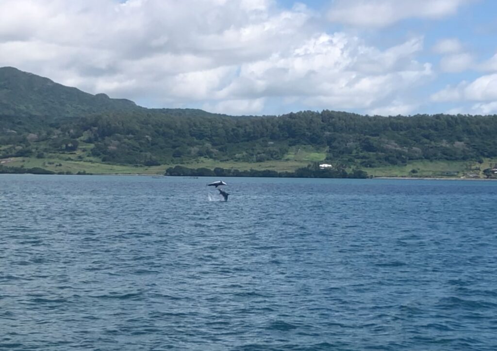 saut de dauphins à l'ile maurice