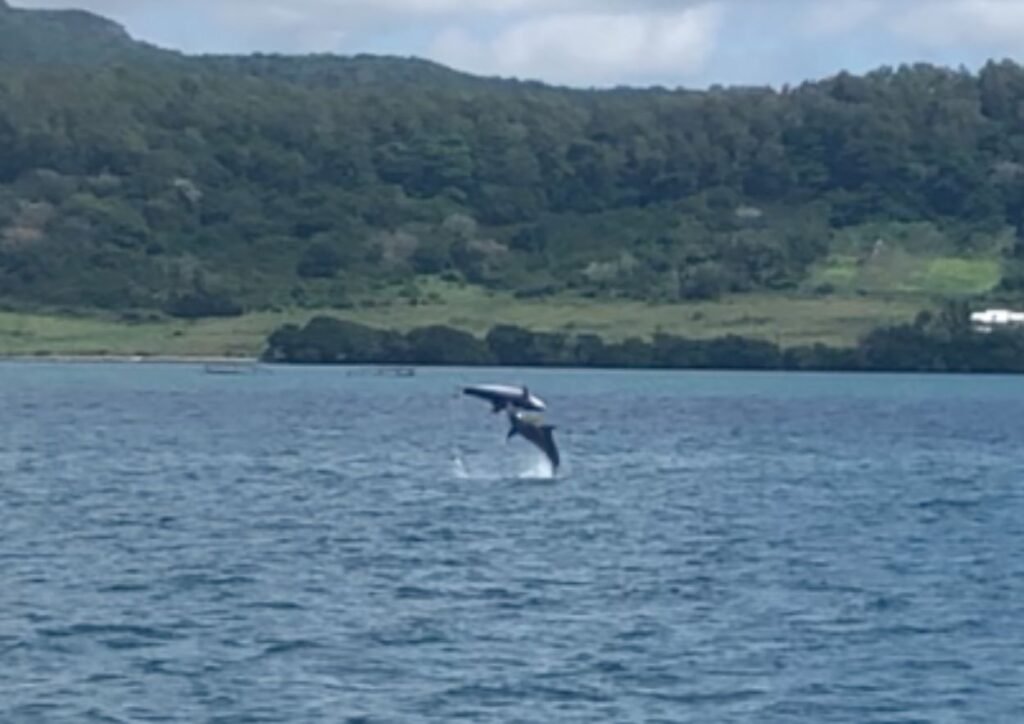 saut de dauphins à l'ile maurice