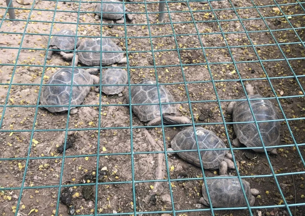 bébé tortues d'aldabra à la terre des 7 couleurs