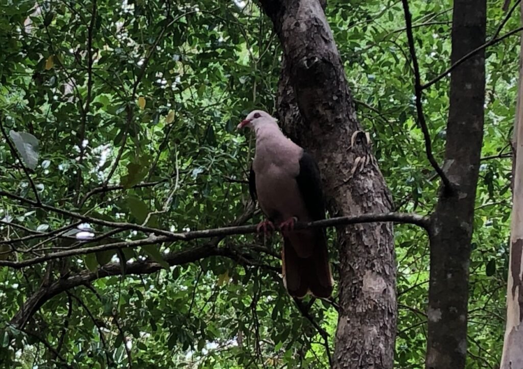 pigeon rose dans le parc national des Gorges de Rivière Noire