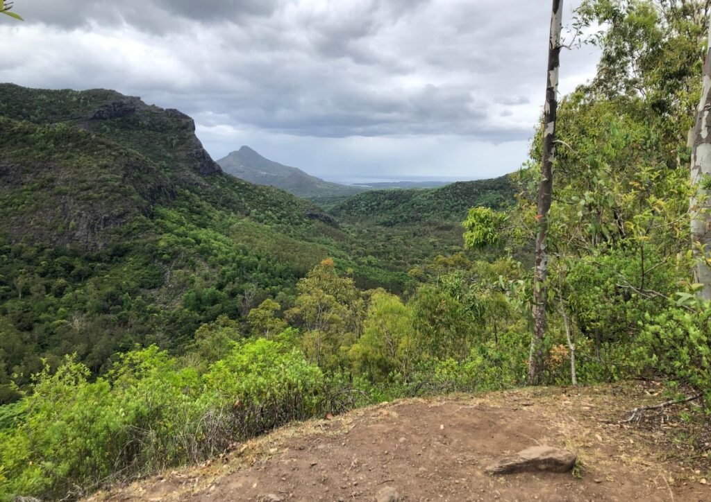 vue de la forêt et de la tourelle de Tamarin
