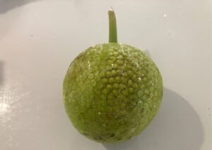 le fruit à pain