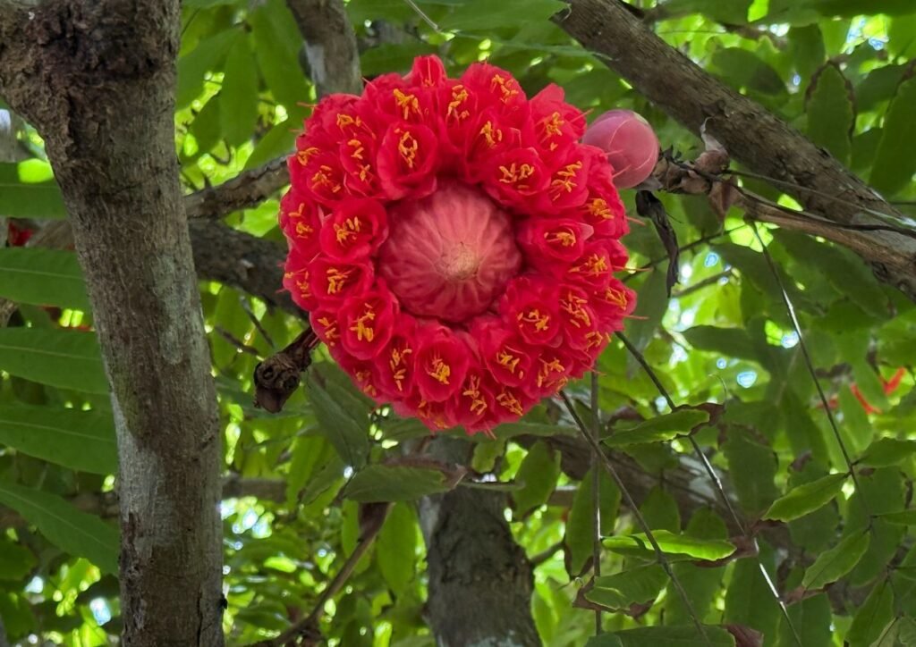 fleur au jardin de pamplemousse