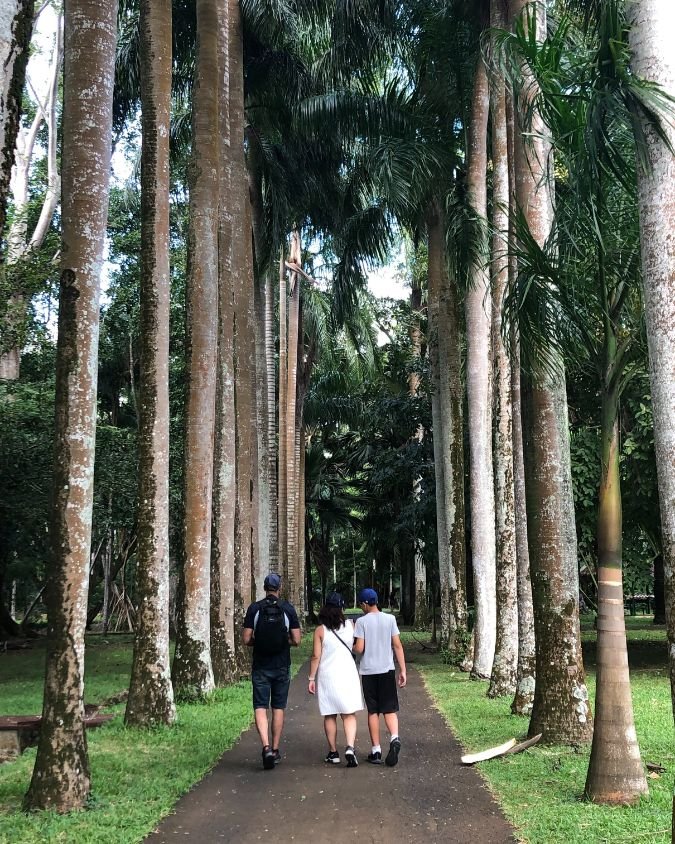 allée des palmiers dans le jardin de pamplemousse