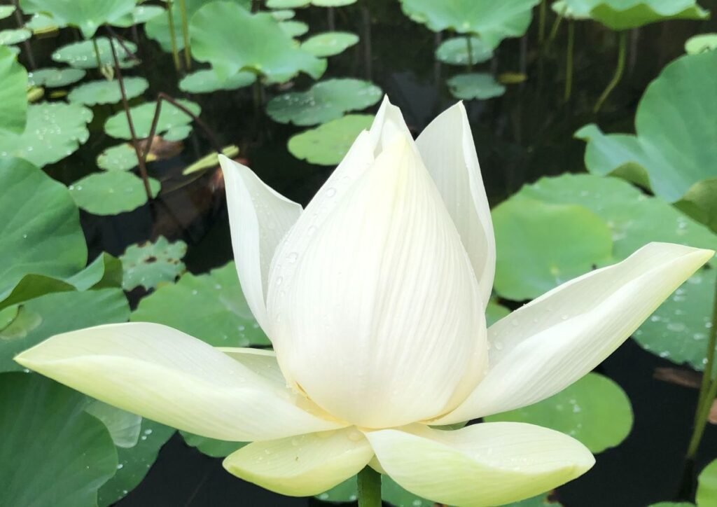 fleur de lotus à Pamplemousse