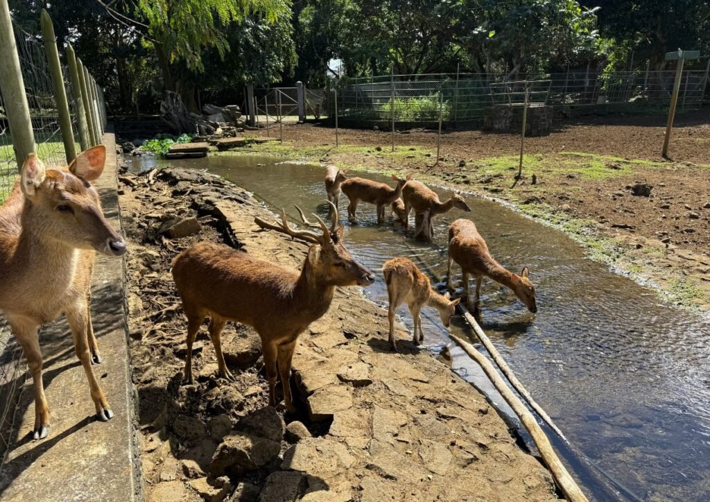 les cerfs de java au jardin de pamplemousse