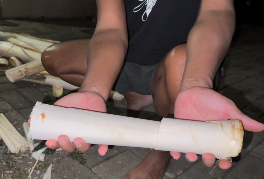 coeur de palmiste à l'ile Maurice