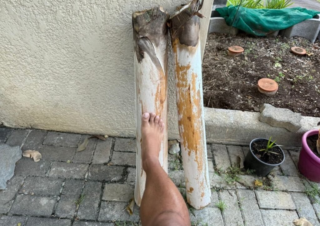 coeur de palmiste avant la découpe
