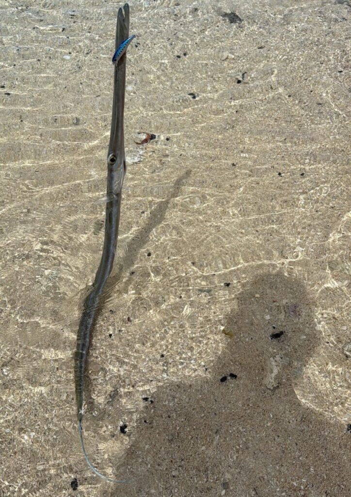 j'ai attrapé un poisson trompette lors d'une session de shorecasting à l'ile maurice