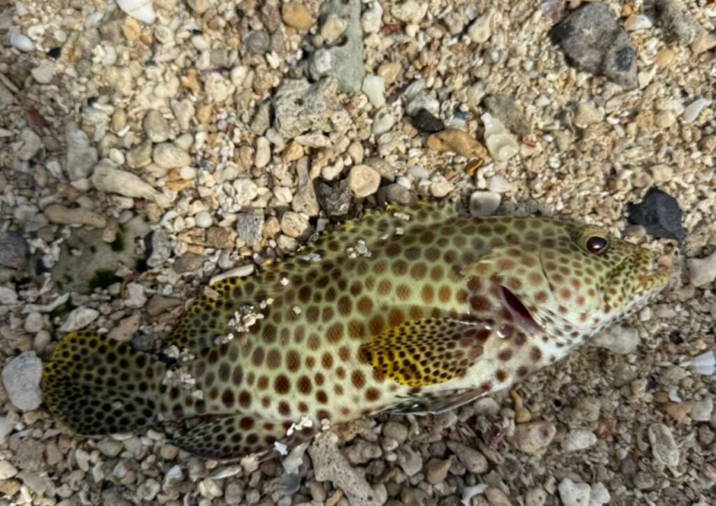 vieil - mérou cire d'abeille pêché au bord de la mer à l'ile maurice