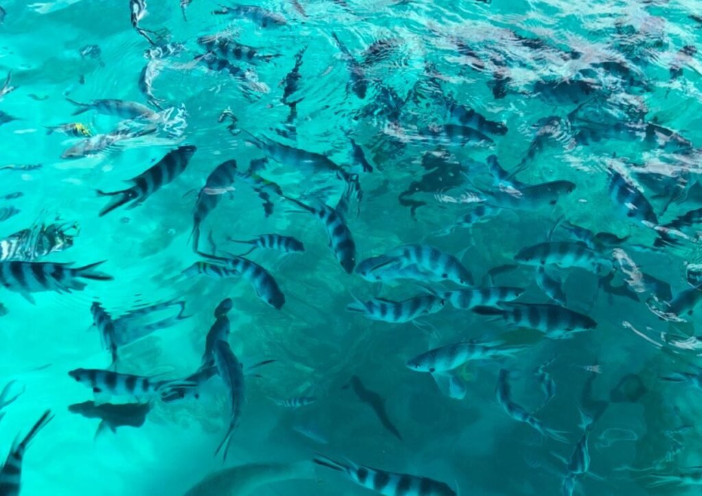 les poissons demoiselles dans le parc marin de blue bay