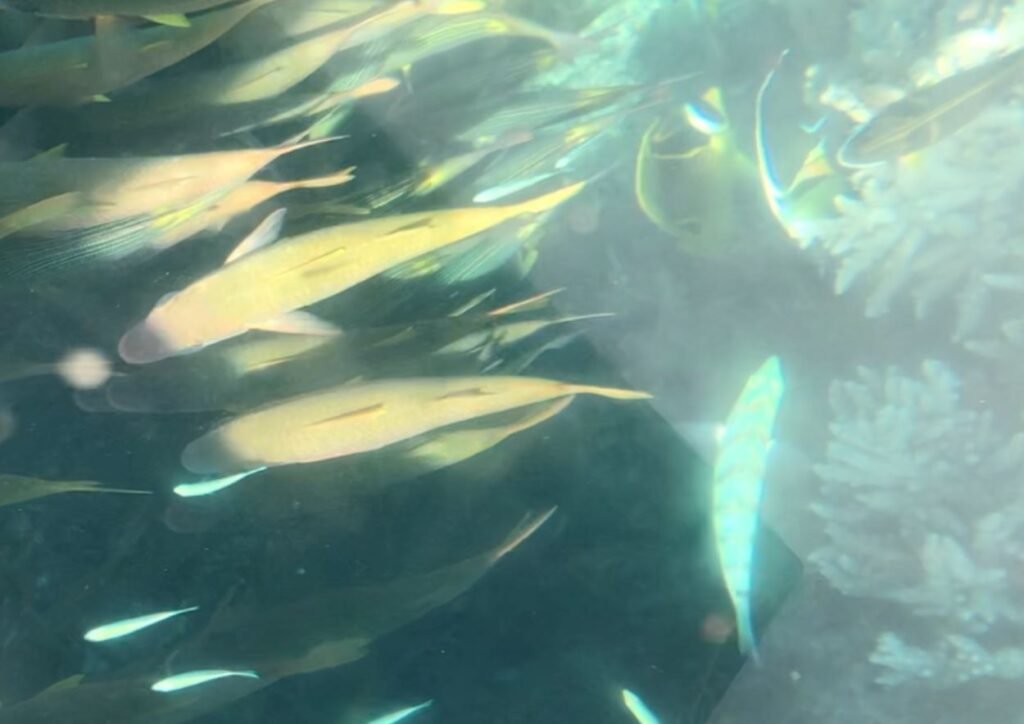 banc de poissons dans le parc marin de blue bay lors d'une excursion en bateau en fond de verre