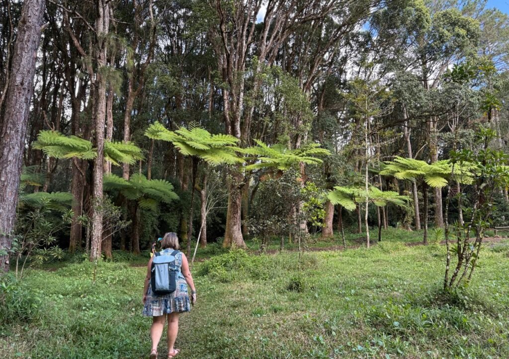 début de la promenade dans la forêt à sophie nature walk