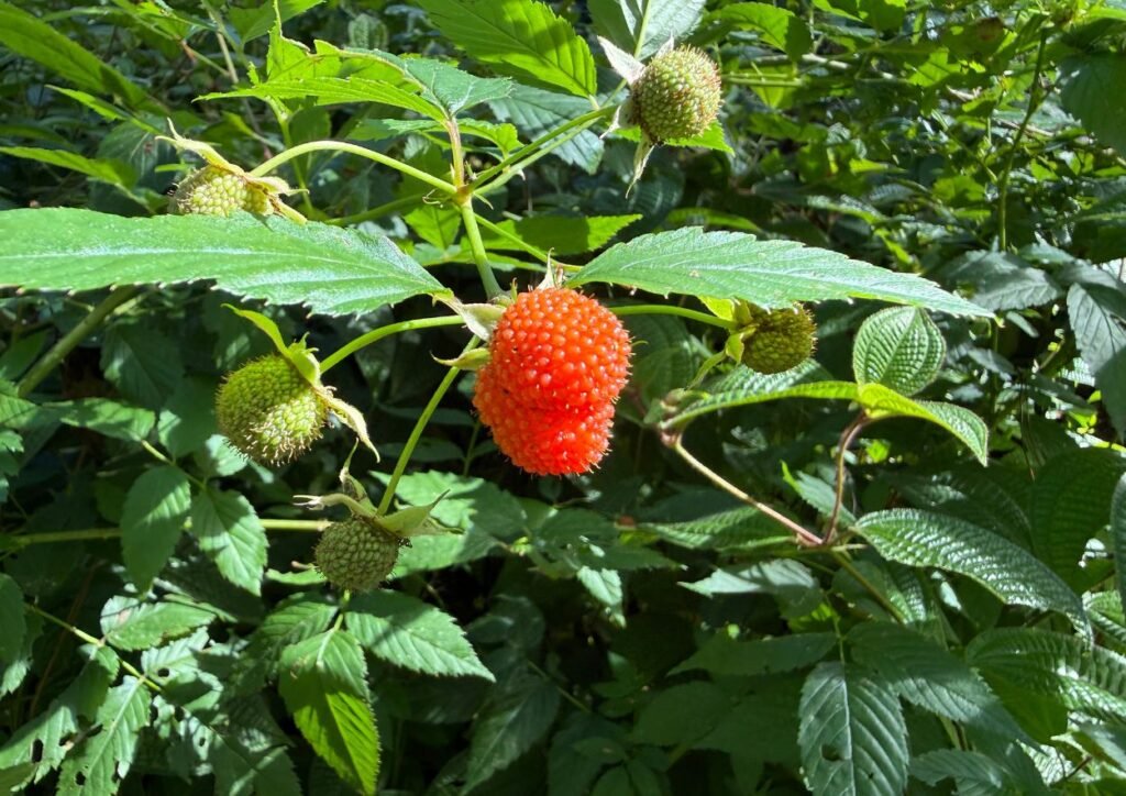 framboise locale lors de notre promenade à sophie nature walk