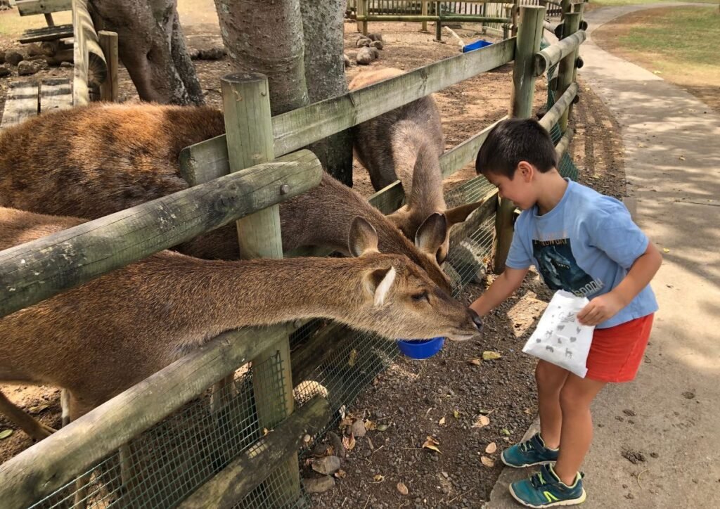 nourrir les animaux à casela ile maurice